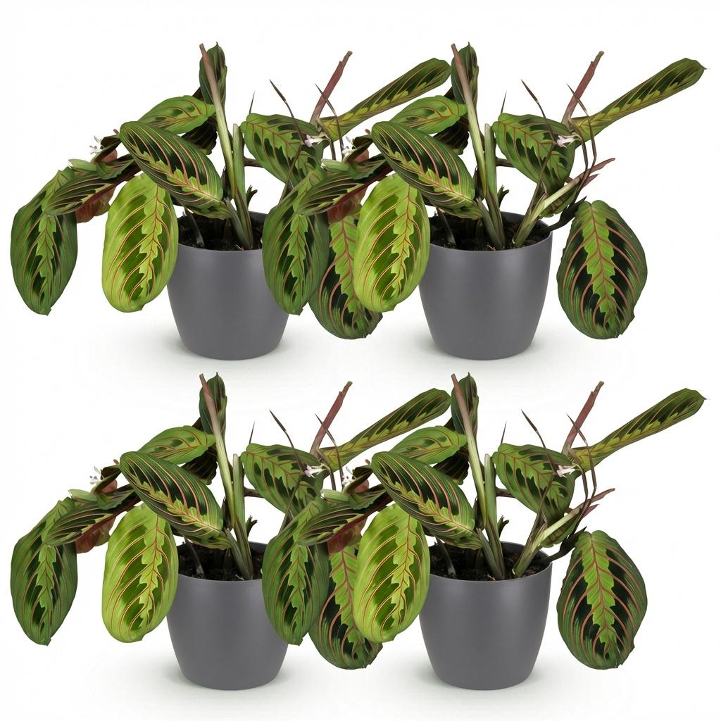 Maranta Fascinator Tricolour - Gebedsplant - Huisdiervriendelijke Plant - Groen - 4 Planten - met Potter Grijs - Pot 12cm - Hoogte 25cm