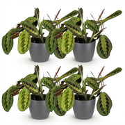 Maranta Fascinator Tricolour - Gebedsplant - Huisdiervriendelijke Plant - Groen - 4 Planten - met Potter Grijs - Pot 12cm - Hoogte 25cm