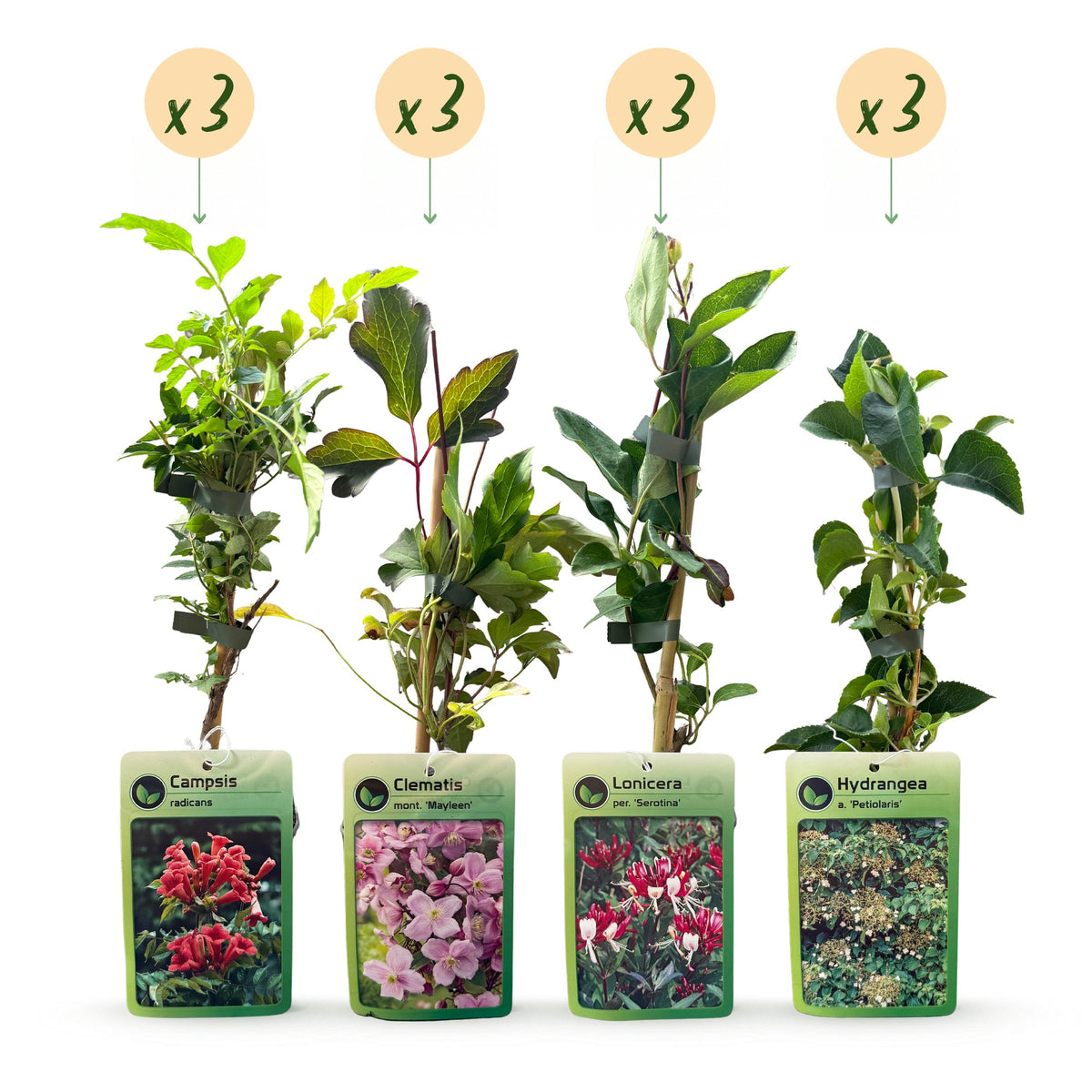 Klimplanten Rainbow Courfull - Regenboog klimplant 12x - Licht Roze - Wit - Paars - Klimplant - Ø9cm - ↕35cm