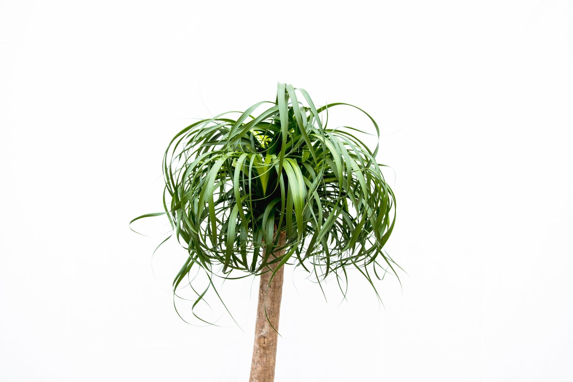 Beaucarnea XXL - 200cm - 180cm