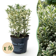 Ilex crenata Covenxa - 16x Japanse Hulst - Haagplanten - Groenblijvend - Groen - Pot 9cm - Hoogte 20-30cm