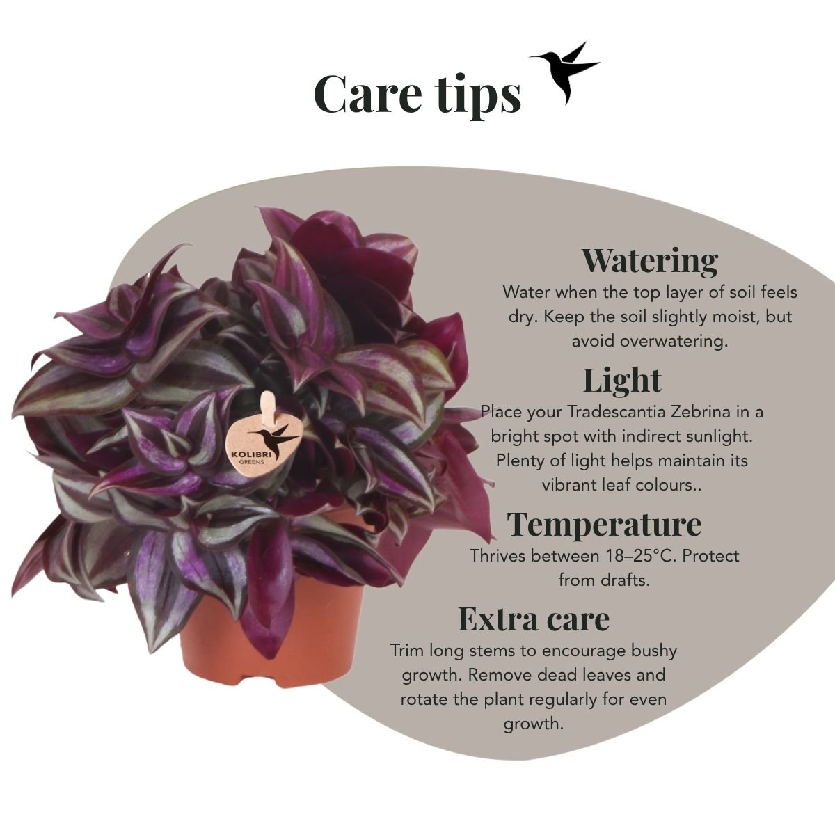 Kolibri Greens | Tradescantia Zebrina  - Ø9cm