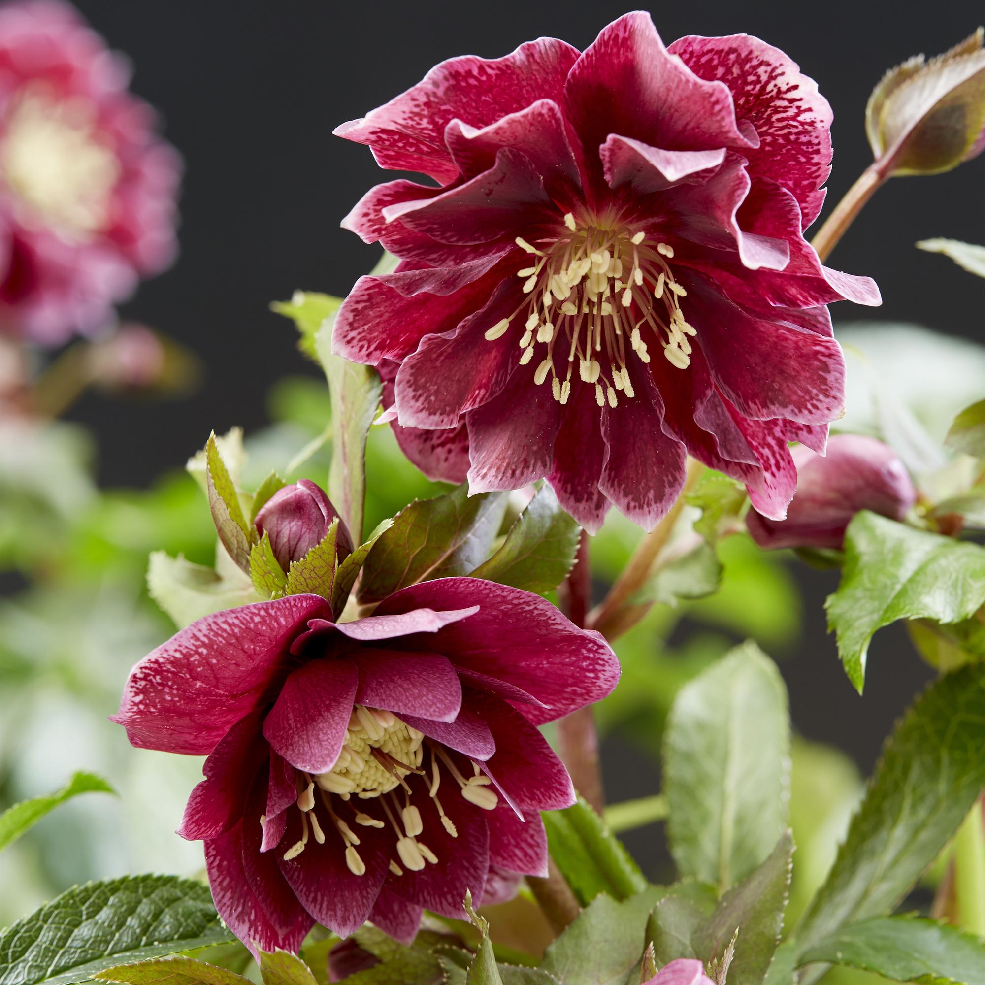 Lenten Rose - Helleborus orientalis Double Ellen Red - Rode Bloem -1 Plant - Groenblijvend - Pot 14cm Hoogte 35cm