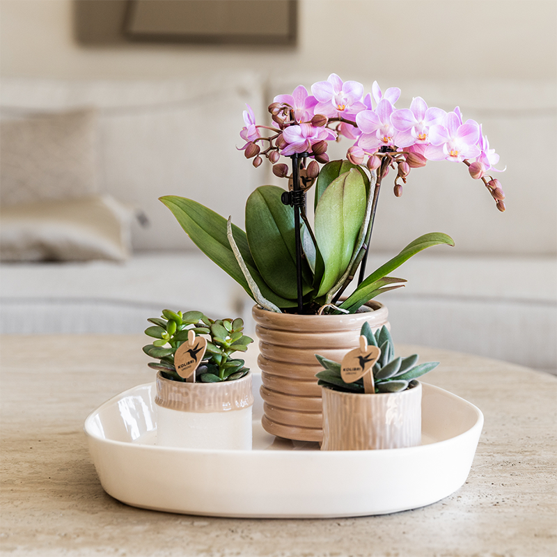 Kolibri Home | Tree sierpot - Sand - Ø6cm