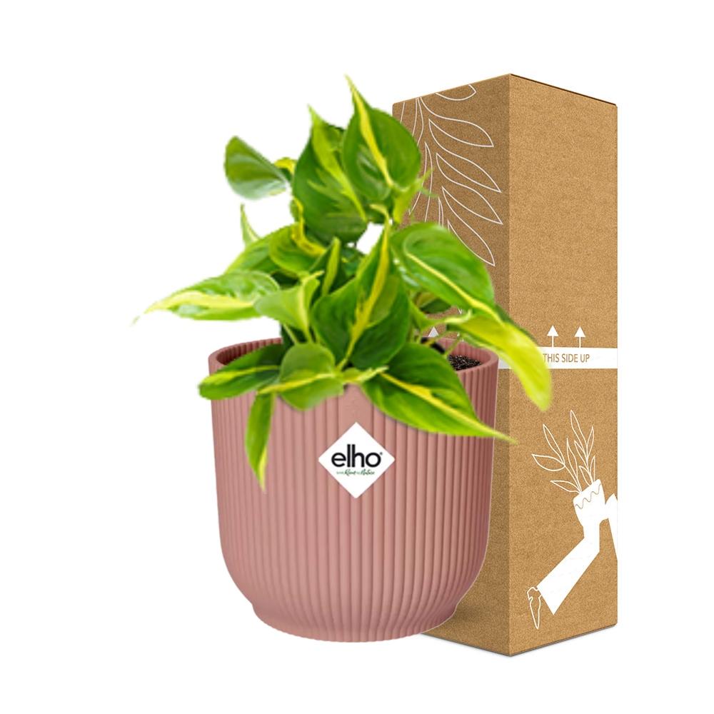 Philodendron Scandens 'Brasil' in ELHO Vibes Fold 14cm rosa