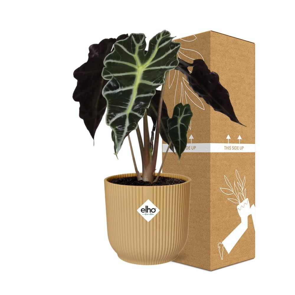 Alocasia 'Polly' en ELHO Vibes Fold 14cm jaune