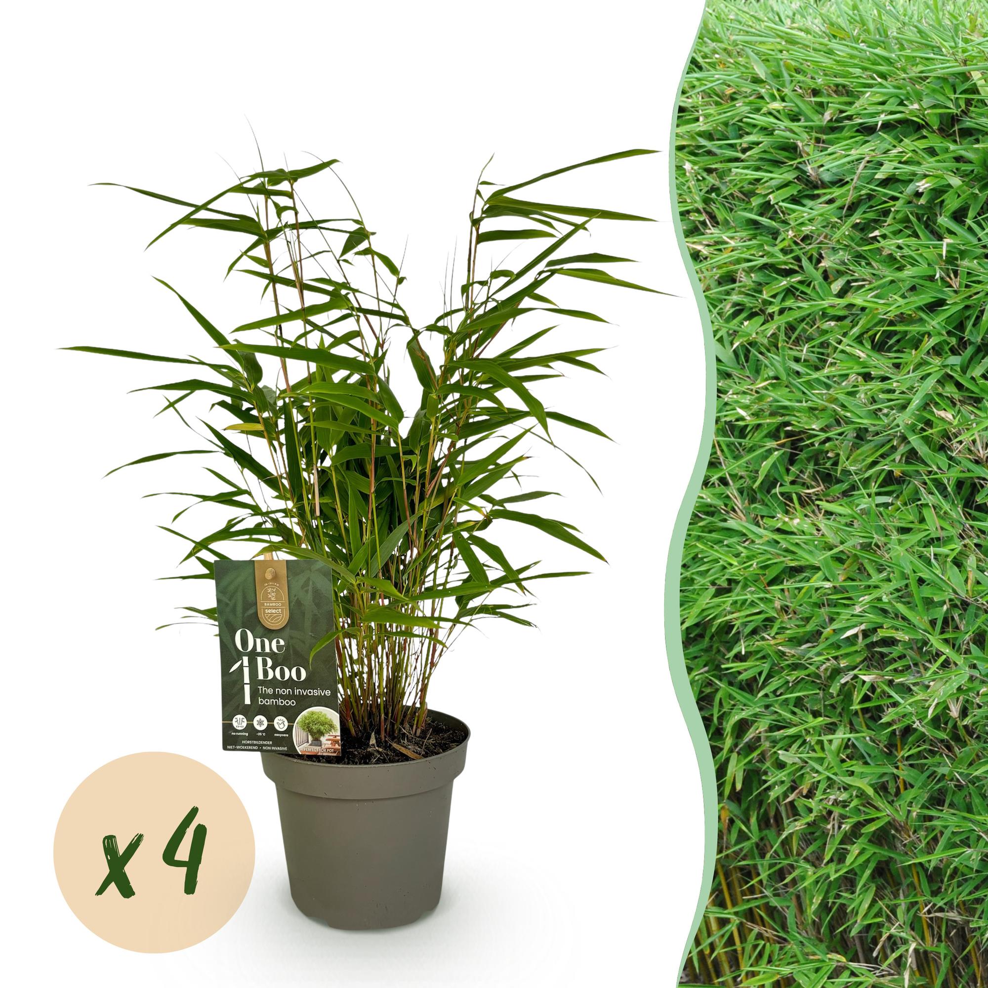 Bamboe - Fargesia rufa - Groen - 4 Planten - Bladhoudend - Niet Woekerend- Pot 14cm Hoogte 35cm