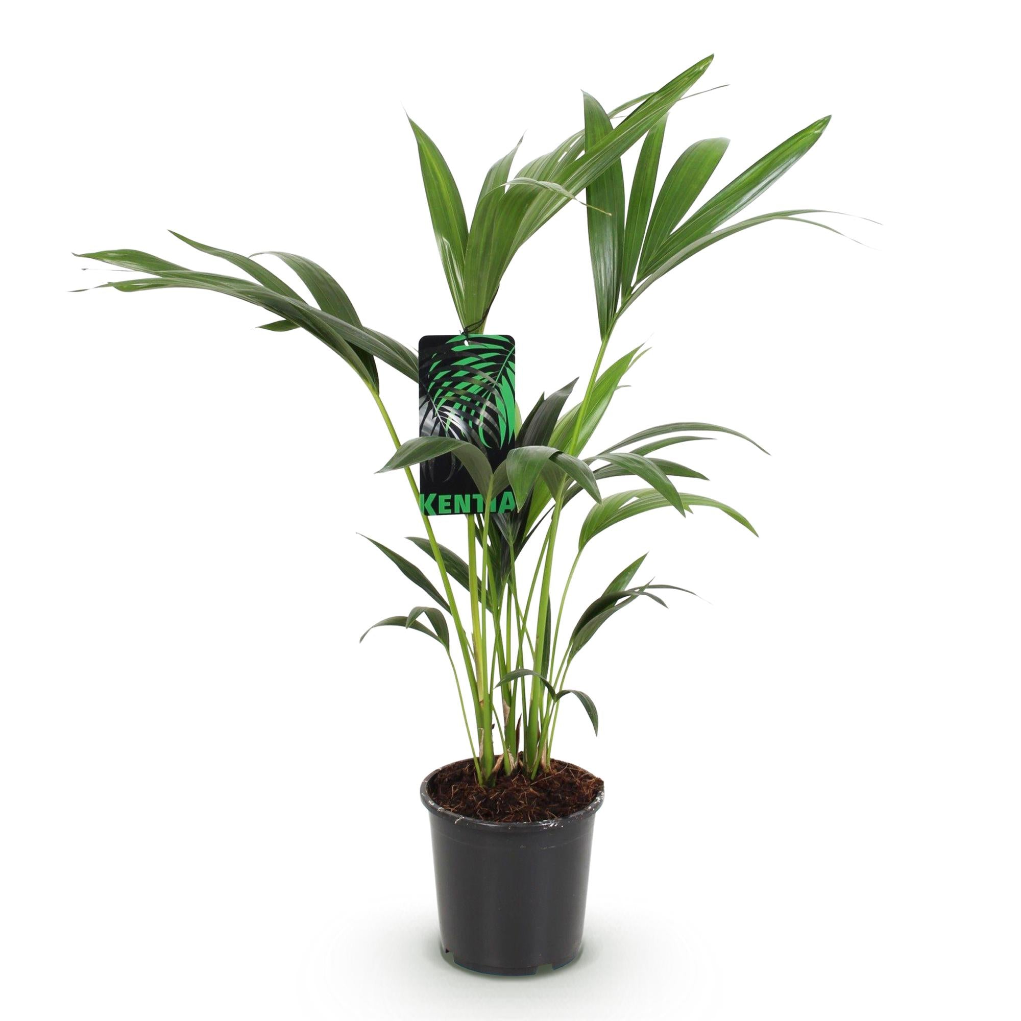 Howea Forsteriana - Kentia Palm - Weinig Onderhoud - Groen - 1 plant - Pot 17cm - Hoogte 70-75cm