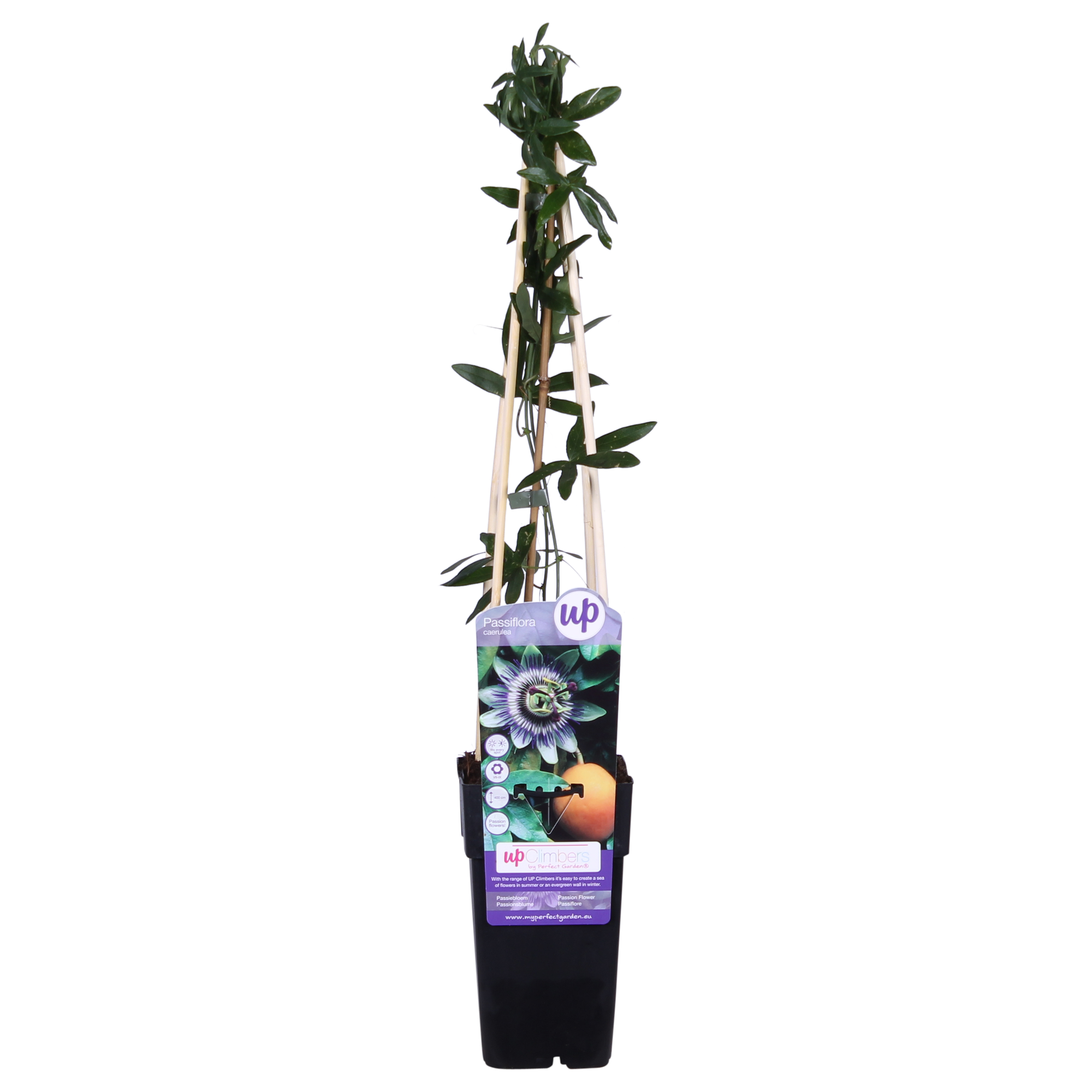 Passiflora Blu caerulea - Ø15cm - ↕65cm
