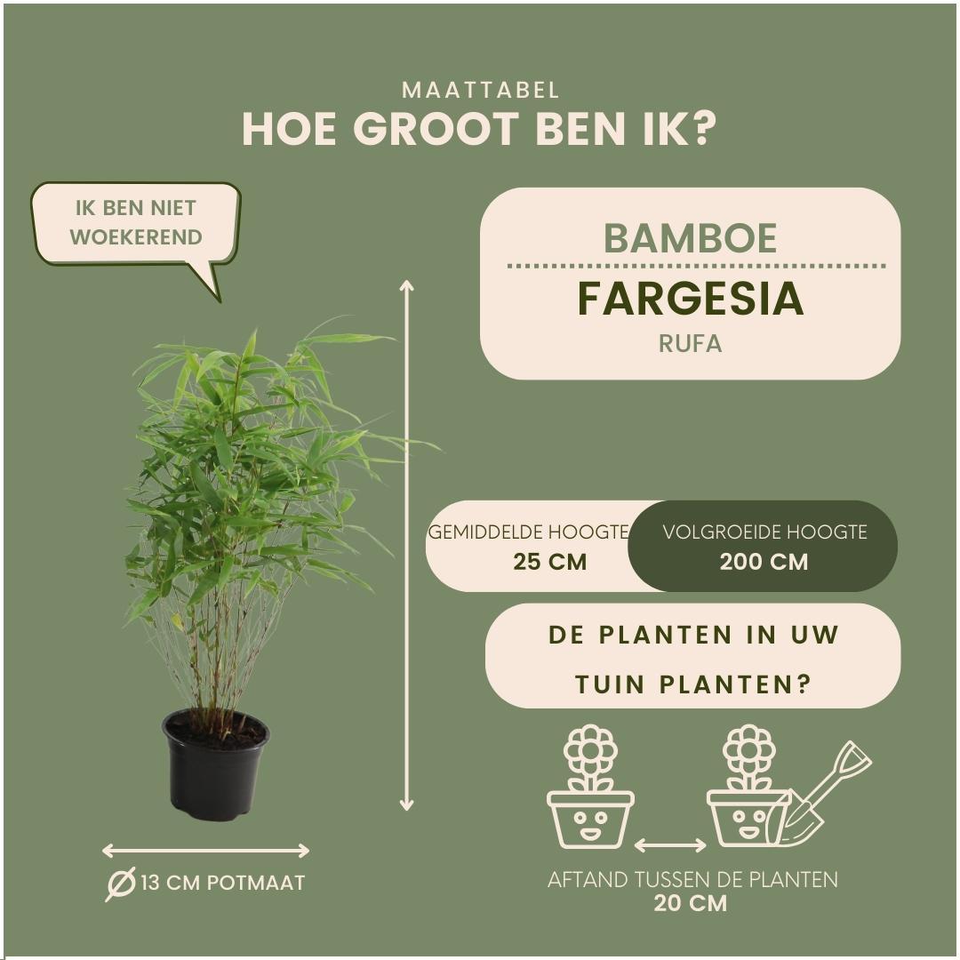 Fargesia Rufa 6x Ø12 cm - ↕25 cm