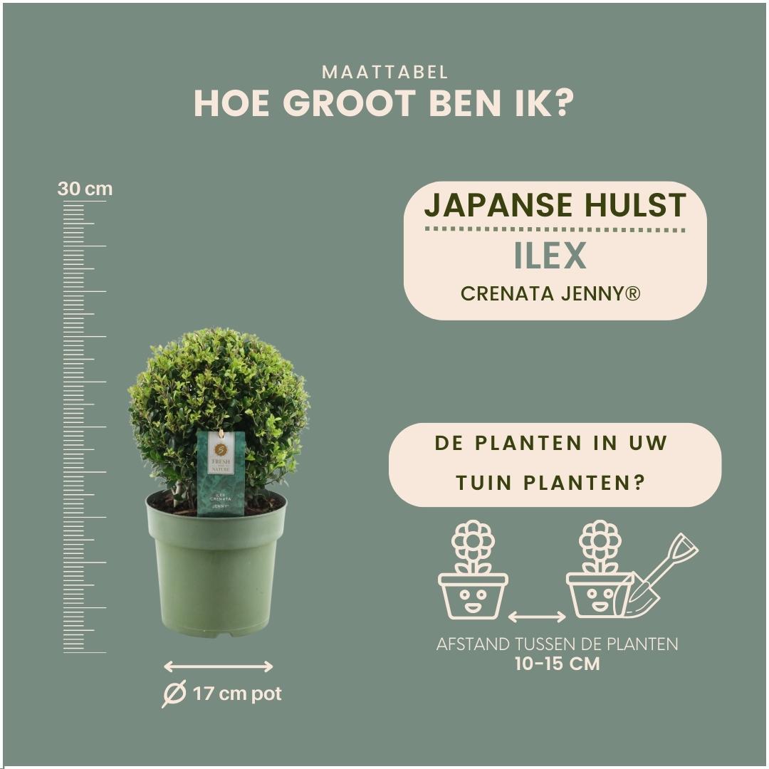 2x bulbo di Ilex crenata 'Jenny' | set da 2 pezzi | diametro 20 cm
