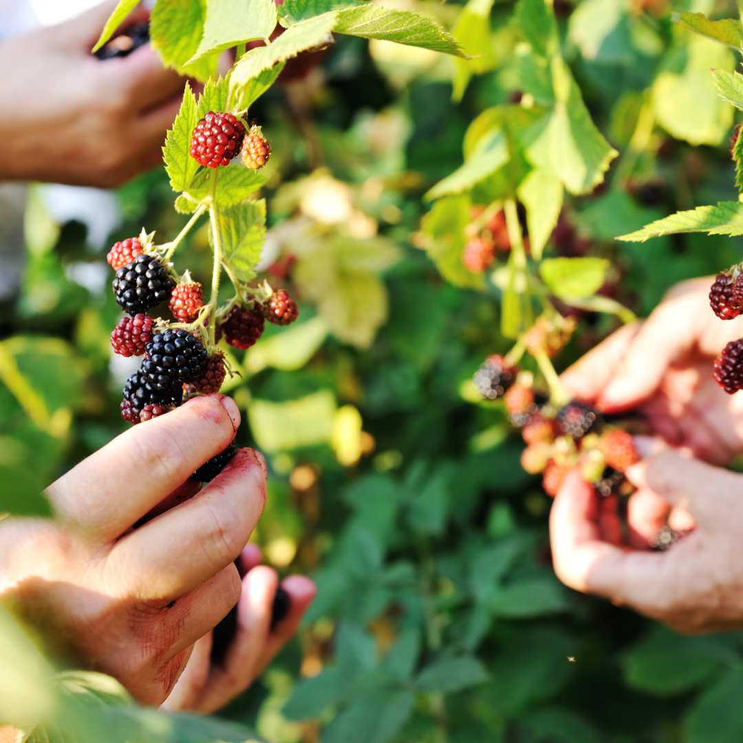 3 Bio-Brombeerpflanzen – Ø 13 cm – ↨ 20 cm