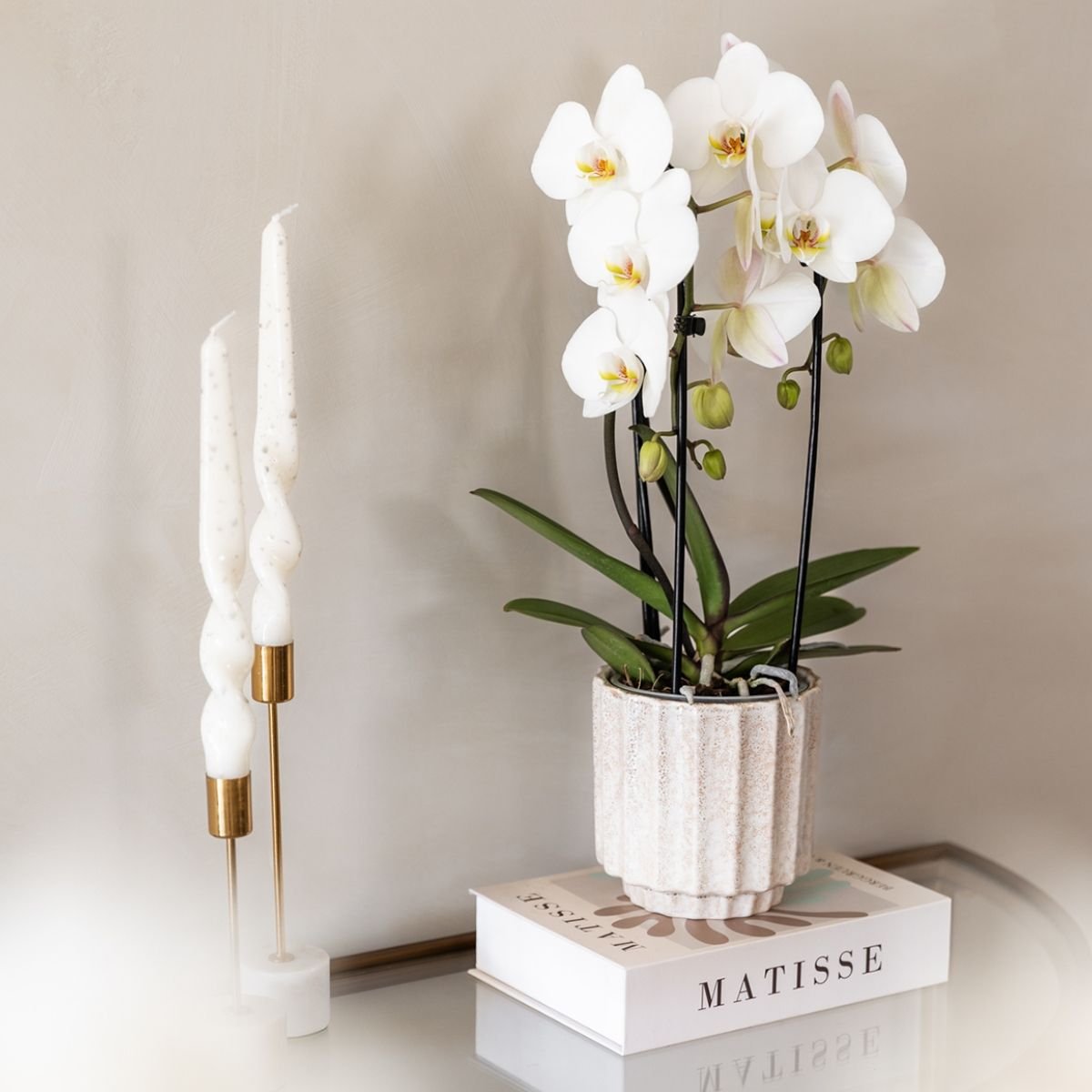 Kolibri Orchids | Combi Deal - 4 Witte Phalaenopsis Orchideeën Niagara Fall White - Ø12 cm