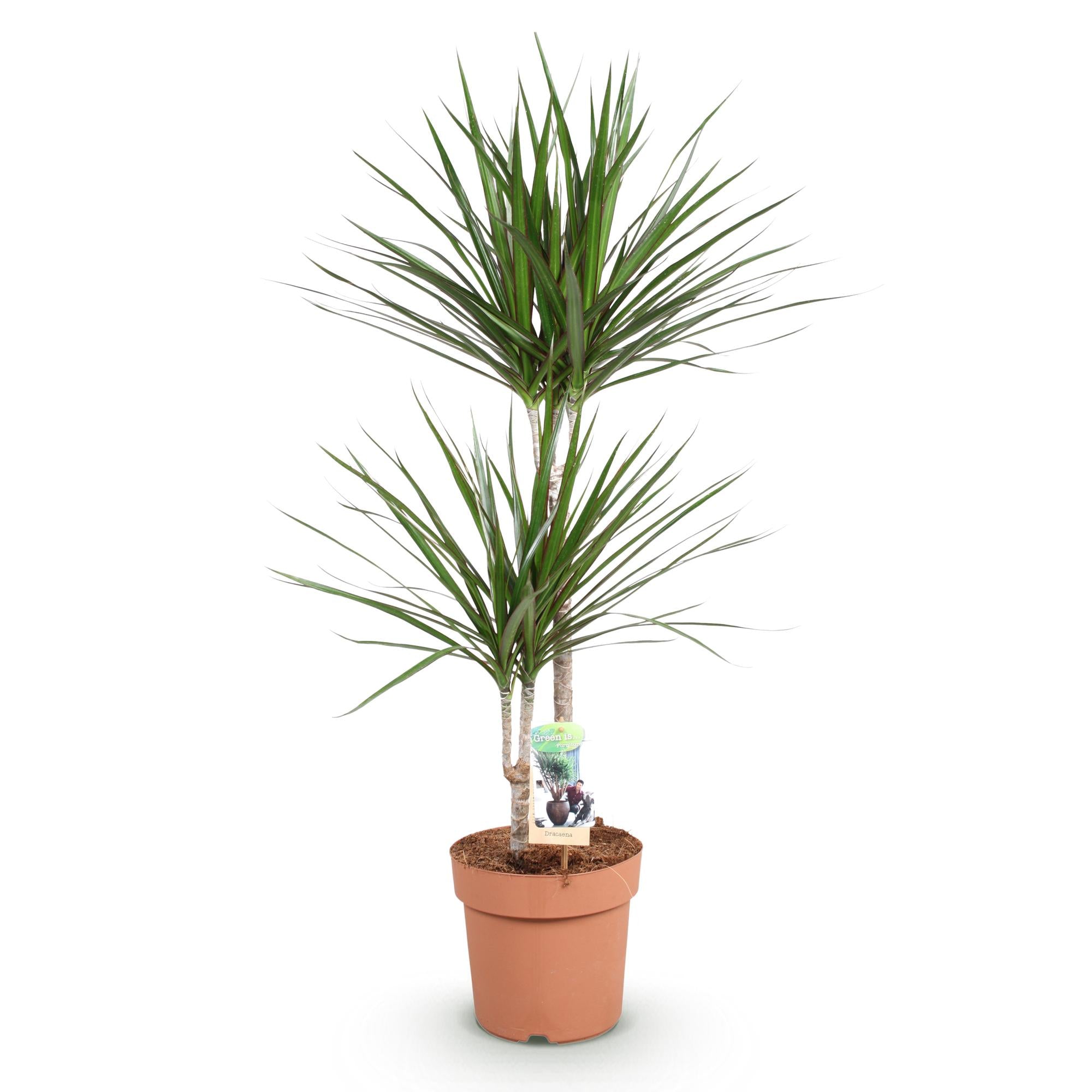 Dracaena Marginata - Drakenbloedboom - Weinig onderhoud - Groen - 1 Plant - Pot 21cm - Hoogte 90-100cm