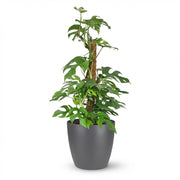 Mini Gatenplant - Monstera Minima Mosstok - Groen - Weinig onderhoud - 1 Plant - met Potter Grijs - Pot 19cm - Hoogte 90cm