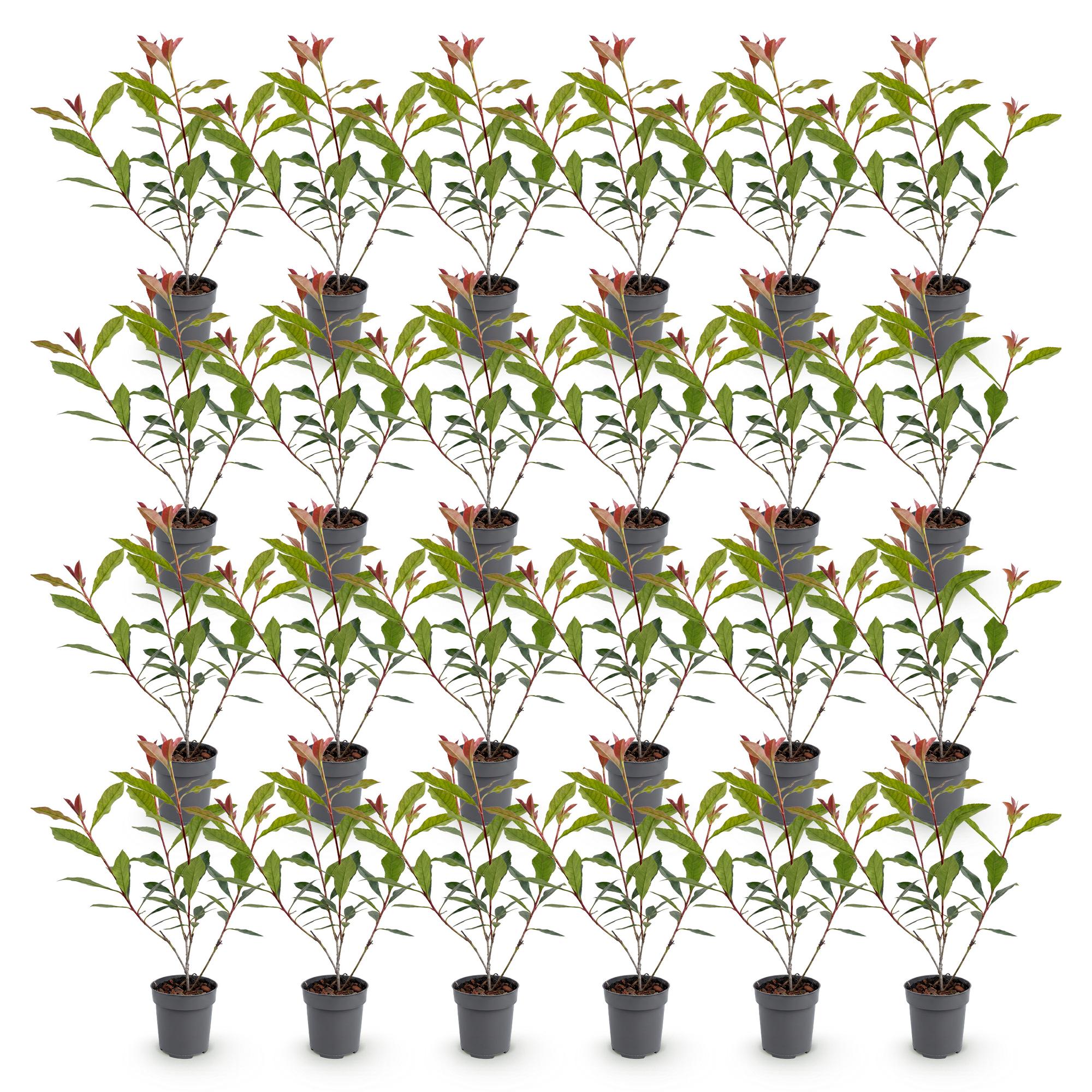 Photinia fraseri Carre Rouge - 24x Glansmispel - Haagplanten - Groenblijvend - Rood - Pot 9cm - Hoogte 25-35cm