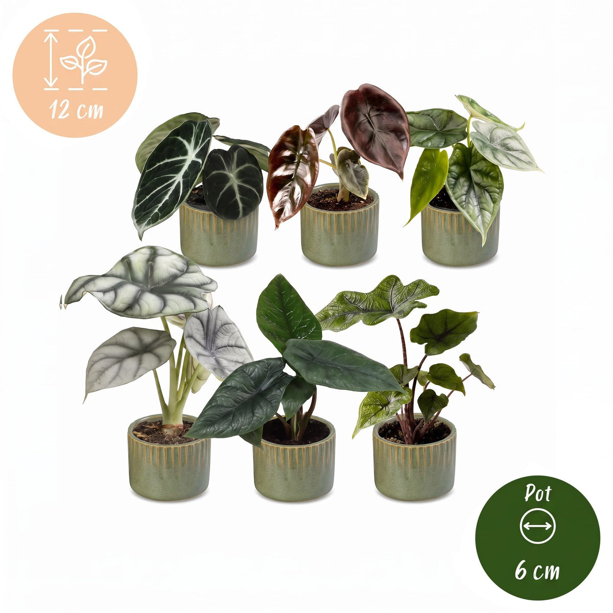 Baby Alocasia Familie 6x- Rood - Groen - Zwart - Zilver - Grijs - Tropisch - incl. Linnea Olive - Ø6cm - ↕12cm