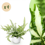 Pteris cretica Albolineata - Lintvaren - Huisdiervriendelijke Plant - Groen - 4 Planten - met Potter Wit - Pot 12cm - Hoogte 20cm