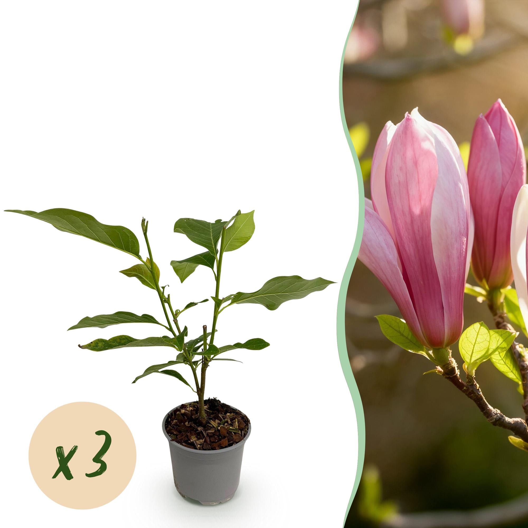 Magnolia Ricki - Bloem Rood - 3 Planten - Bladverliezend - Weinig Onderhoud - Pot 12cm Hoogte 30cm