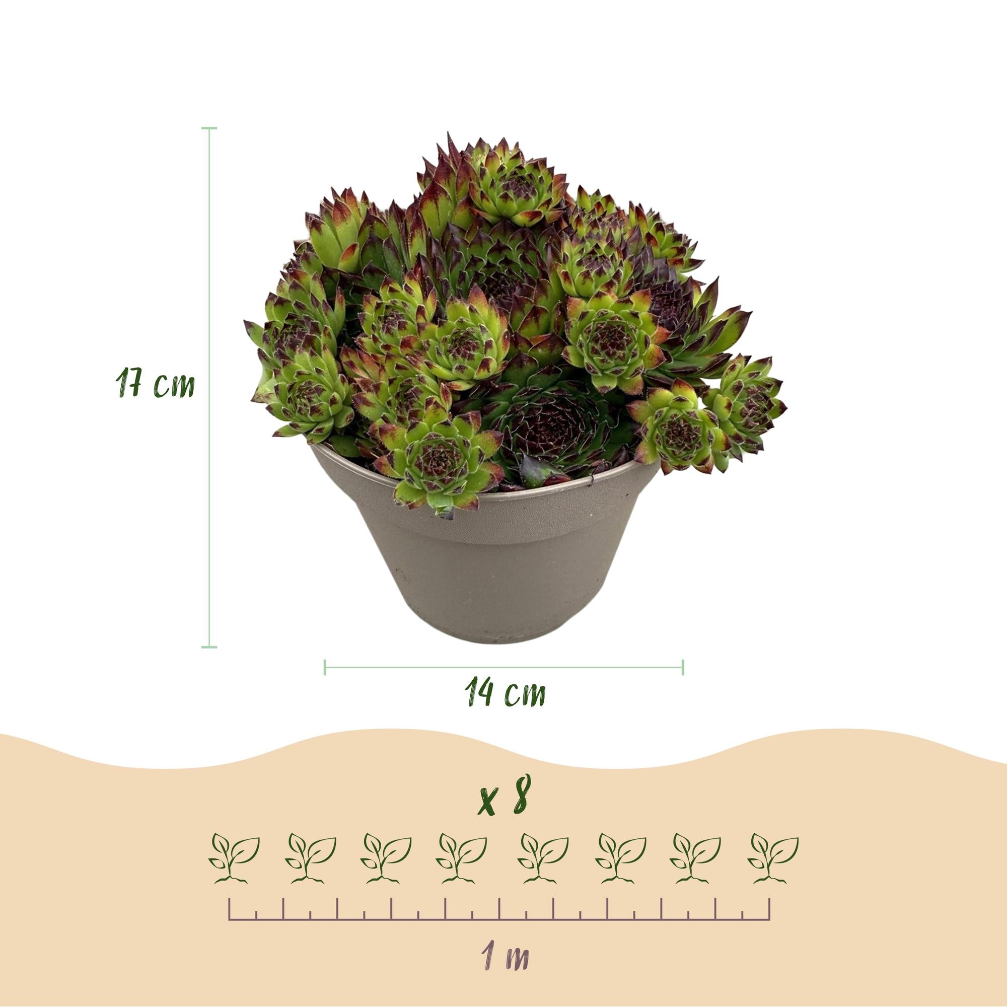 Sempervivum Big Sam - 4 Planten - Diversen kleuren - Weinig Onderhoud - Pot 14 Hoogte 17