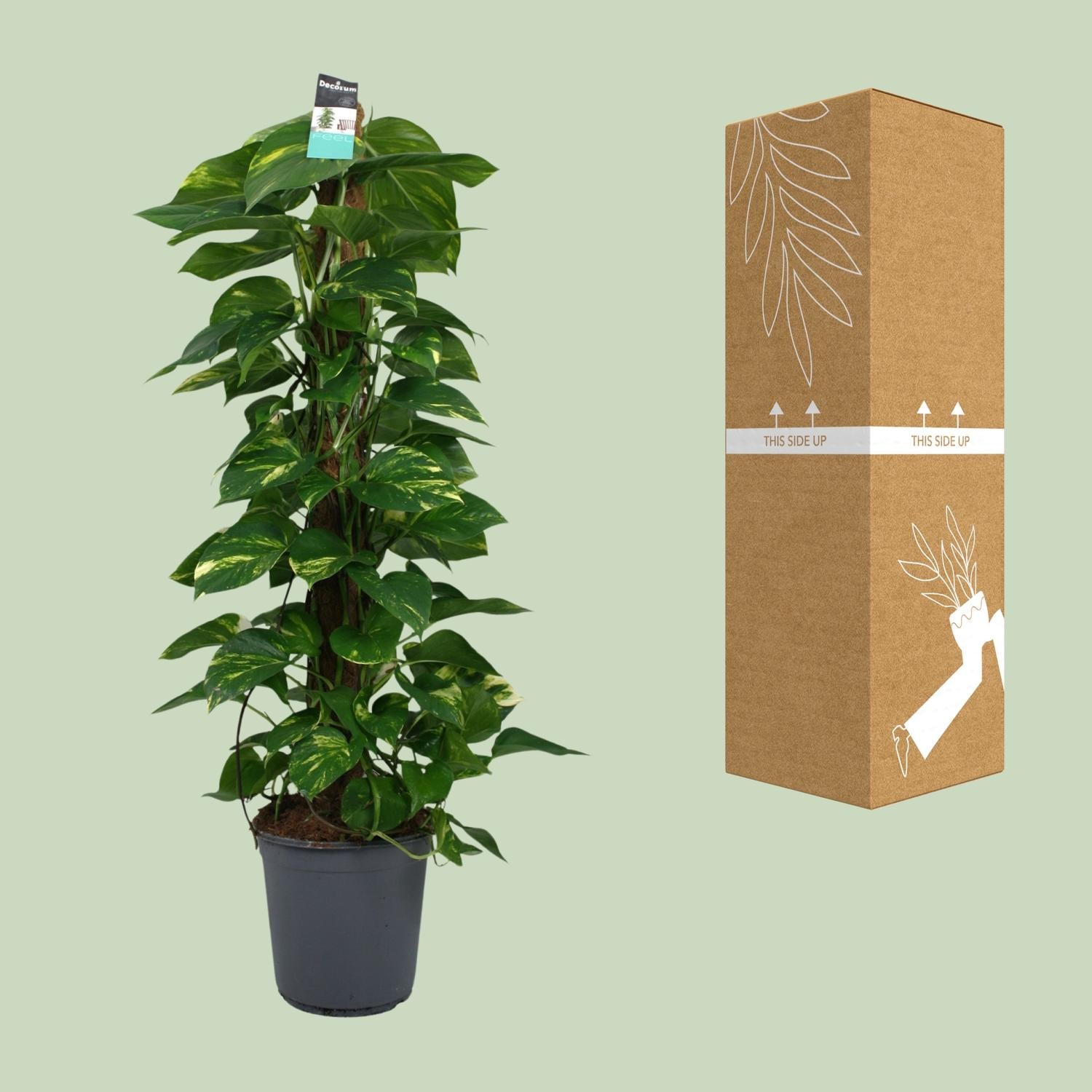 Scindapsus (Epipremnum) - Ø24 cm - ↕120 cm
