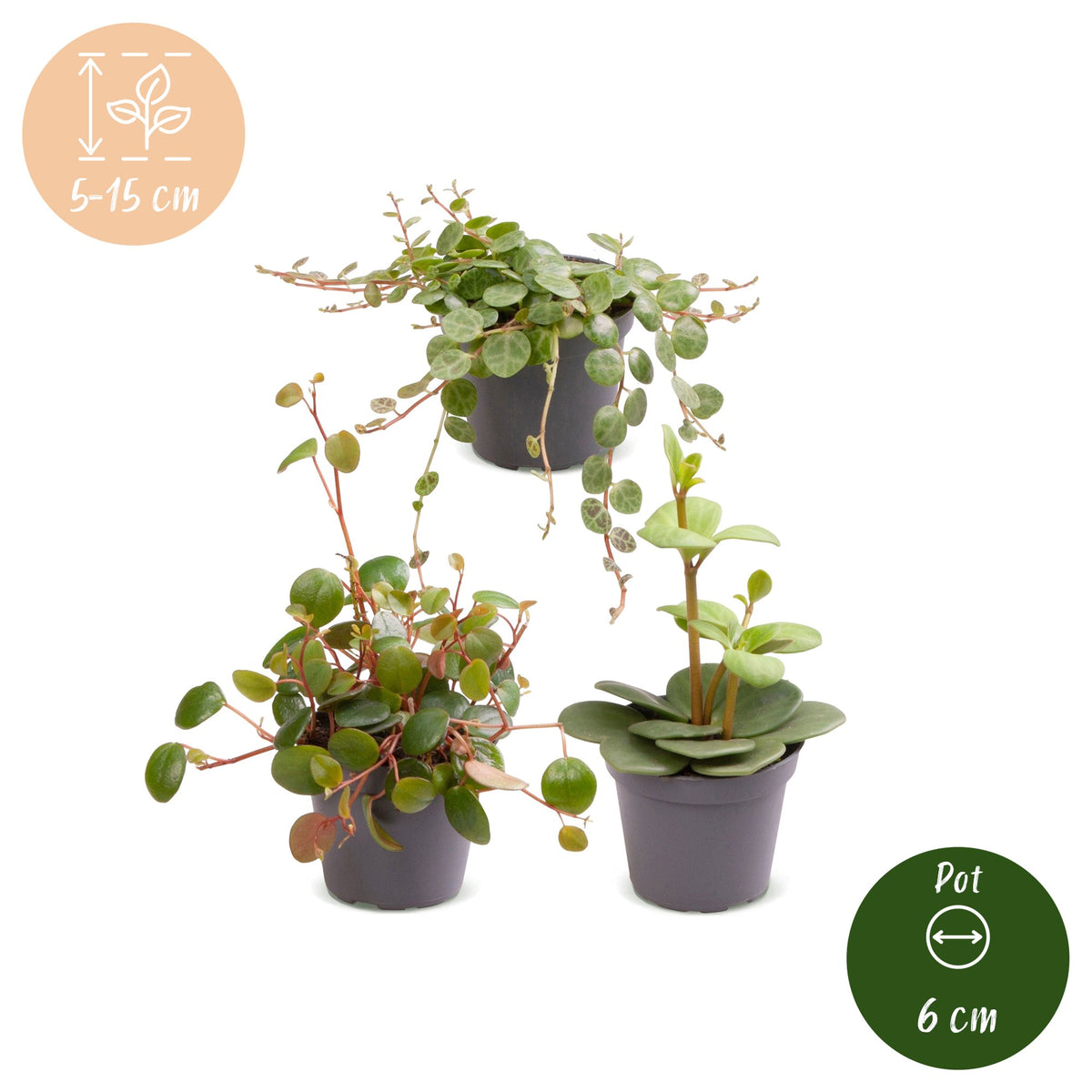 Baby Peperomia Mix 3x - Groen - Rood - Tropisch - Ø6cm - ↕5-15cm