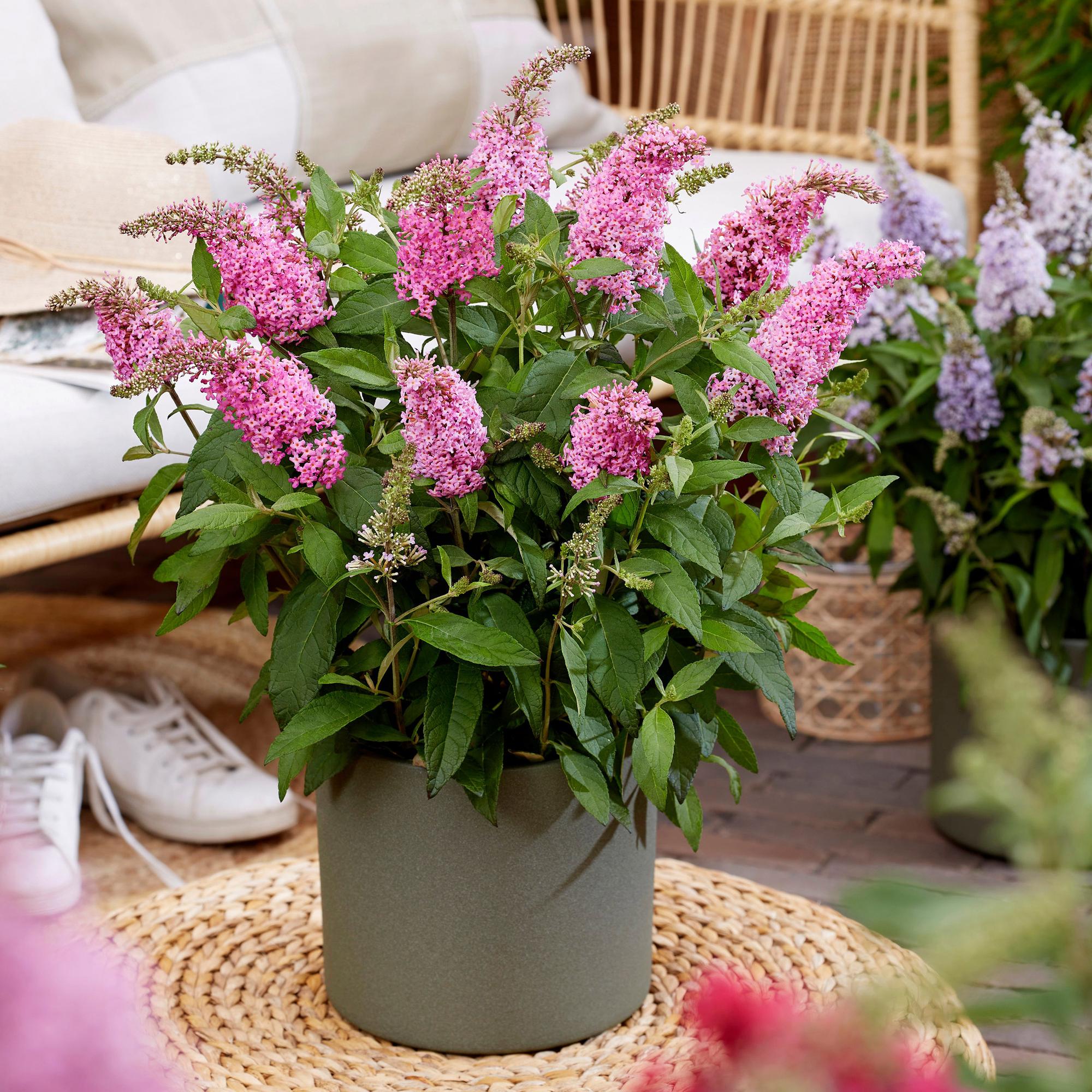 Buddleja davidii Butterfly Candy Little Pink - Vlinderstruik - Compact - Roze - 3 Planten - Pot 12cm - Hoogte 20-25cm