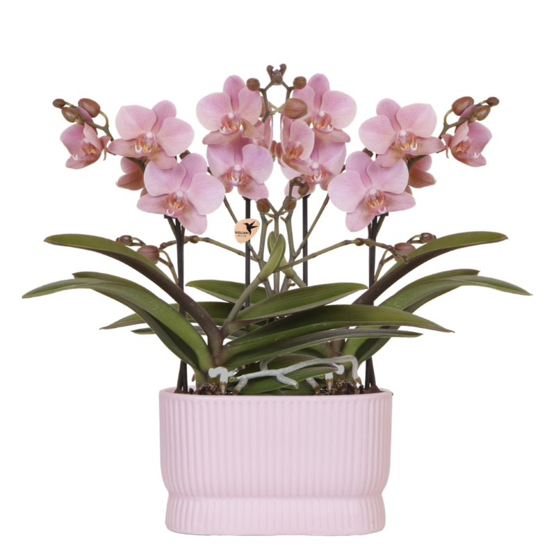 Kolibri Orchids | Roze orchideeënset in Diabolo Twin sierpot Pink | twee oudroze Treviso orchideeën Ø9cm