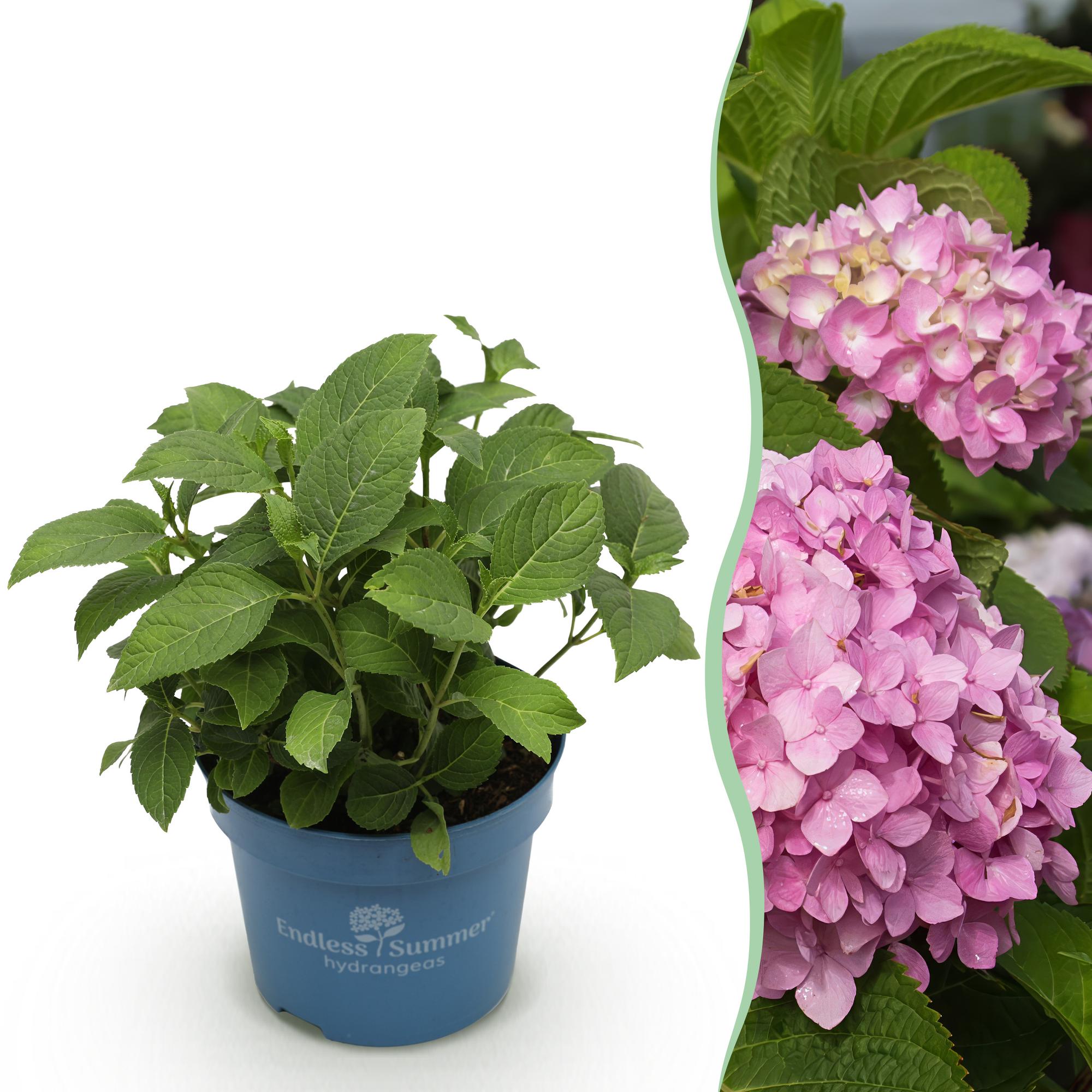 Hydrangea Endles Summer The Original Pink - Hortensia - Winterhard - Roze - 1 Plant - Pot 14cm - Hoogte 20-25cm