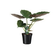 Alocasia Wentii – Elefantenohr – Ø 19 cm – ↕ 70 cm