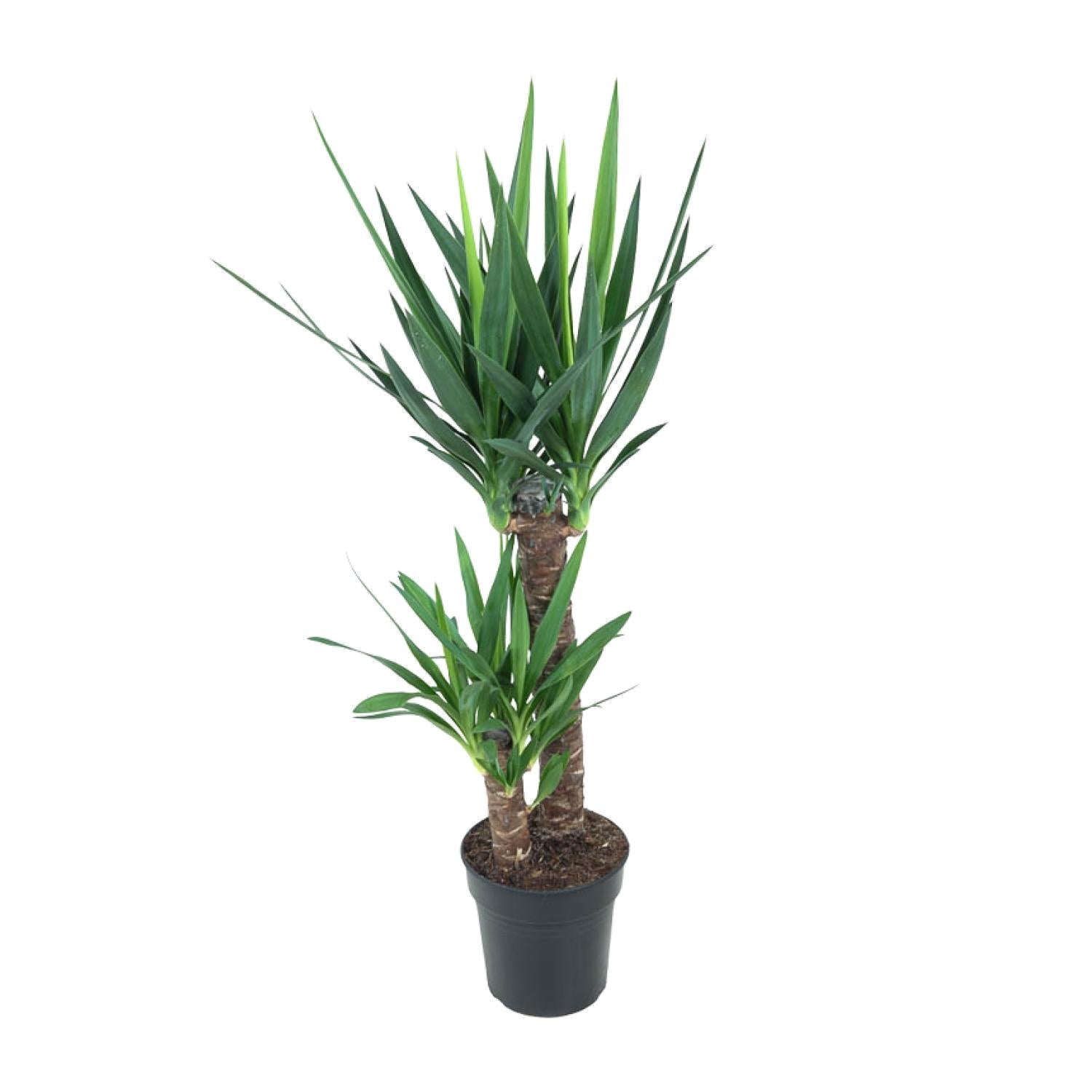 Yucca Elephantipes - Ø21 cm - ↕100 cm