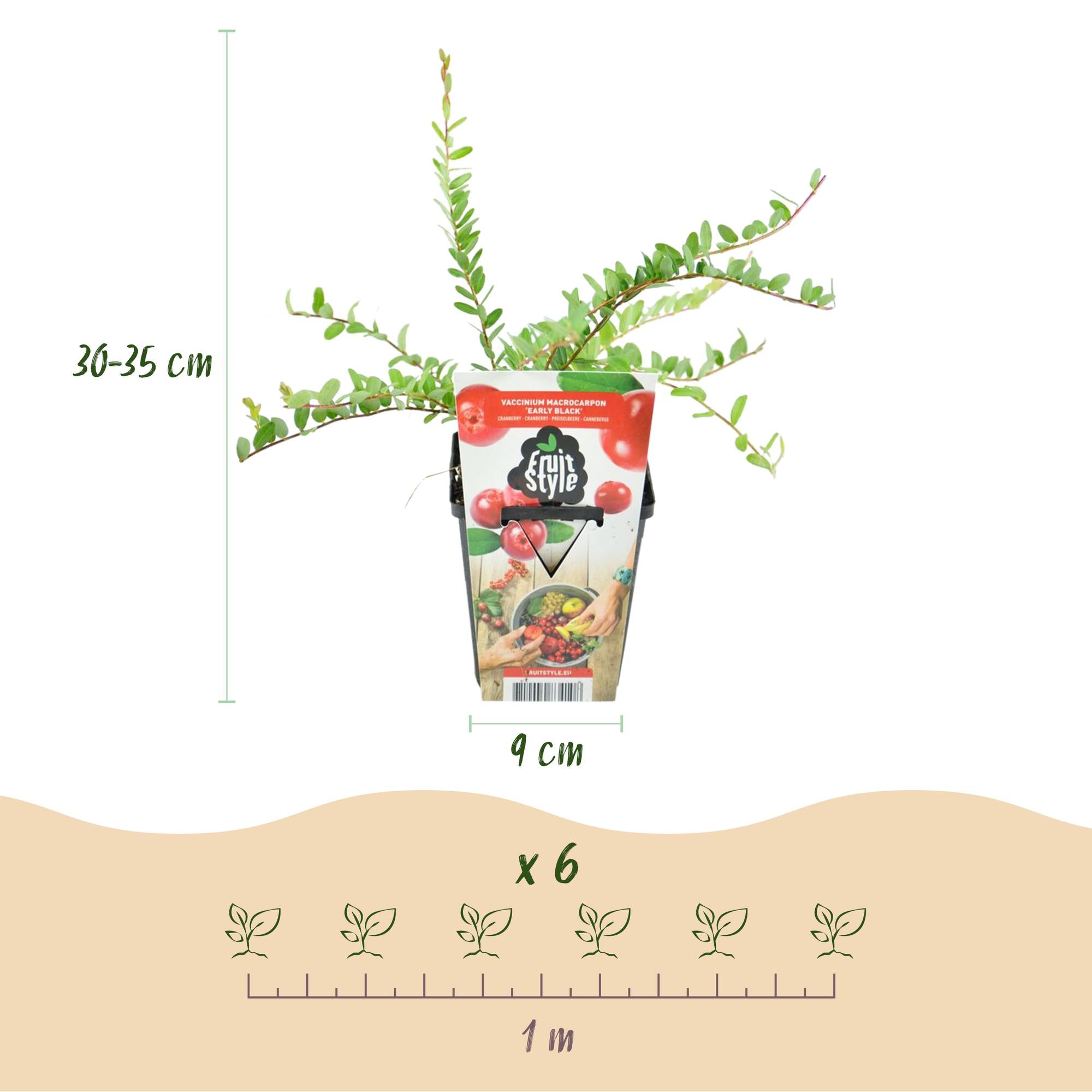 Blauwe Bes - Vaccinium macrophylla Early Black - Winterhard - 3 Planten - Pot 9 cm - Donker Rode  Bes
