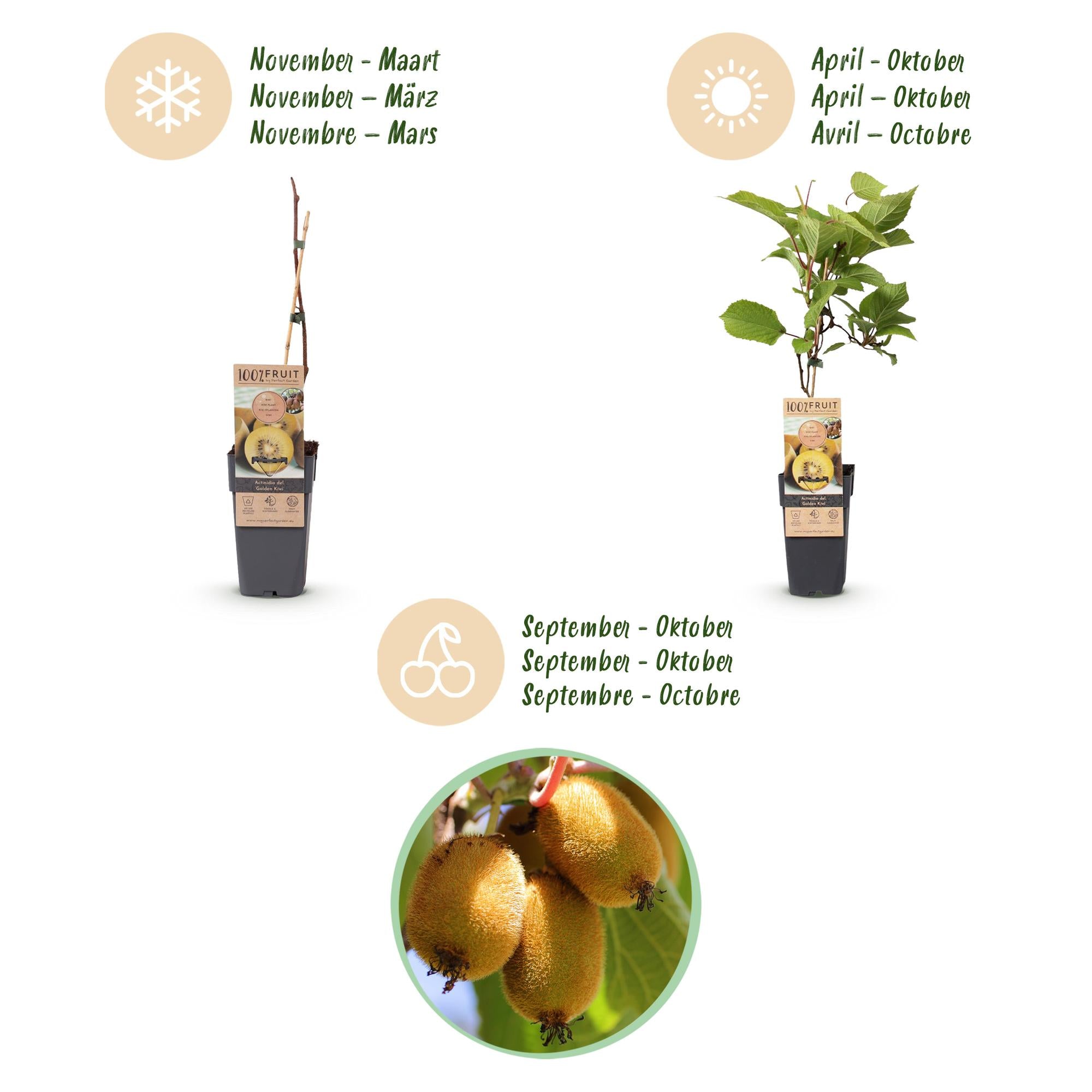 Actinidia Weiki & Golden Kiwi - Kiwiplant - 1 Mannelijke - 3 Vrouwelijke - Planten - Geel - Pot 15cm - Hoogte 50cm