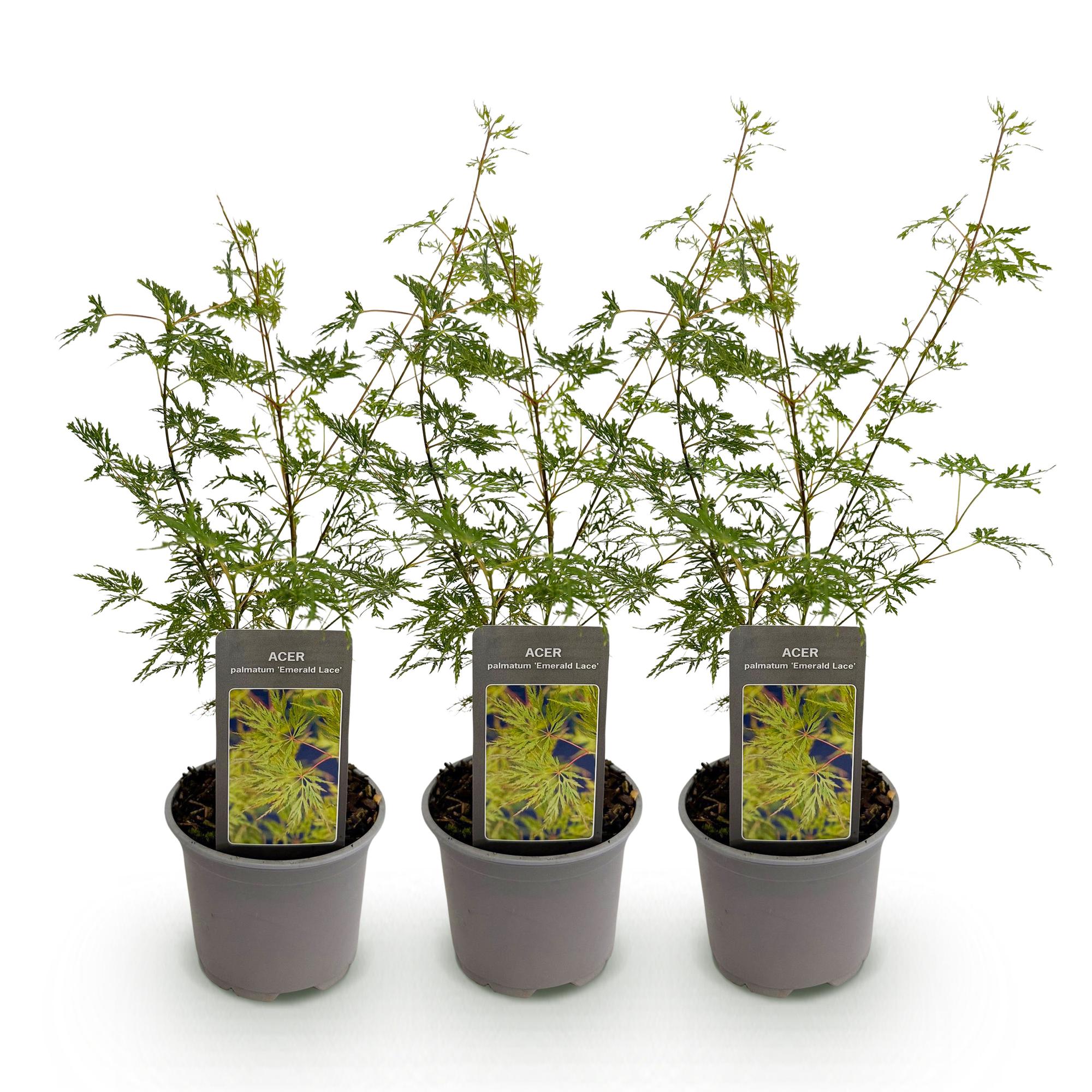 Acer palmatum Emerald Lace - Groen - 3 Planten - Bladverliezend - Weinig Onderhoud - Pot 12cm Hoogte 35cm