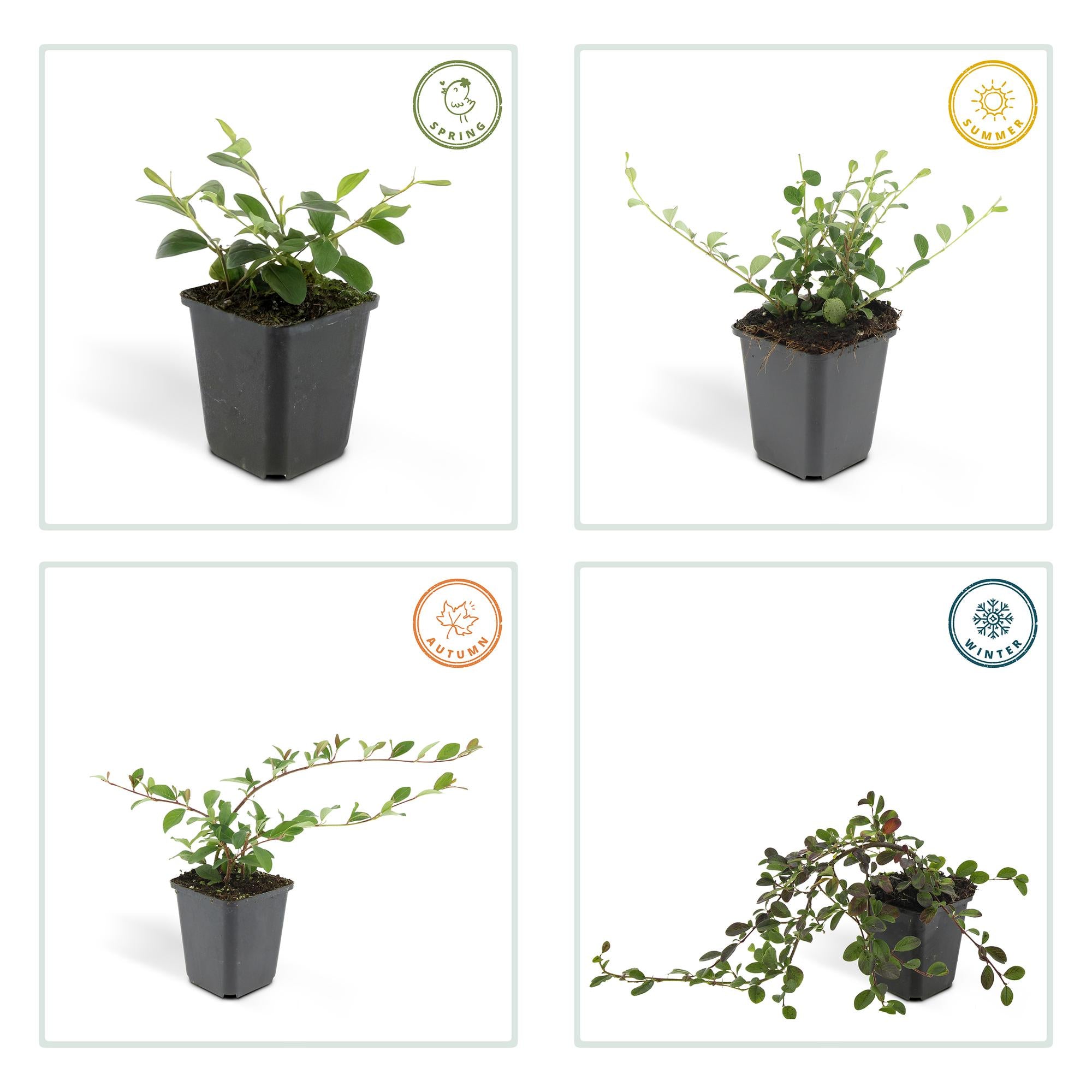 48x Cotoneaster dammeri - ↕10-25cm - Ø9cm