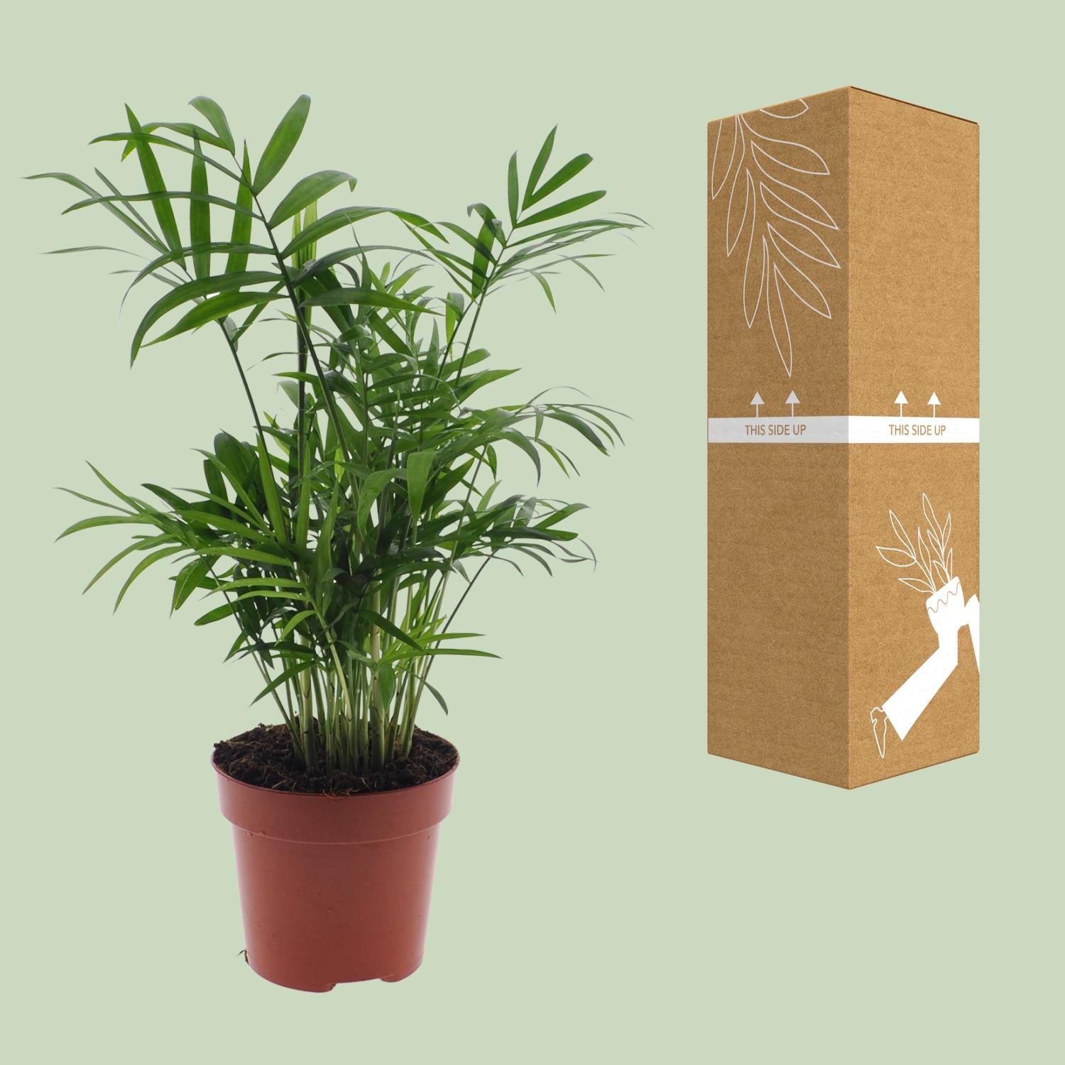 Chamaedorea Elegans – Mexikanische Bergpalme – Ø 12 cm – ↕ 40 cm