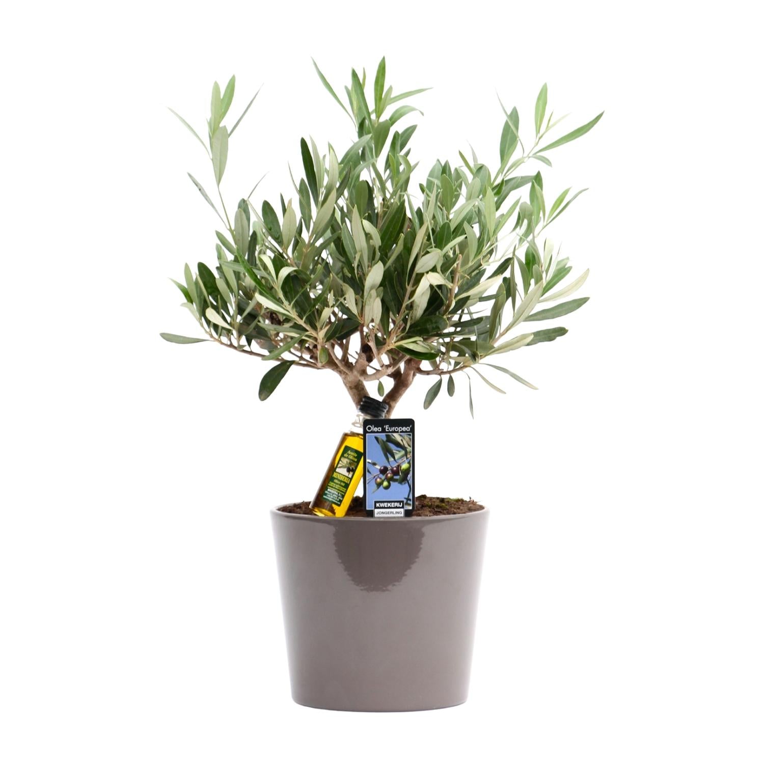 Olea Olive - Ø16cm - ↕35cm