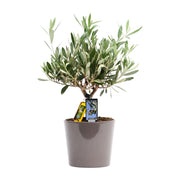 Olea Olive - Ø16cm - ↕35cm