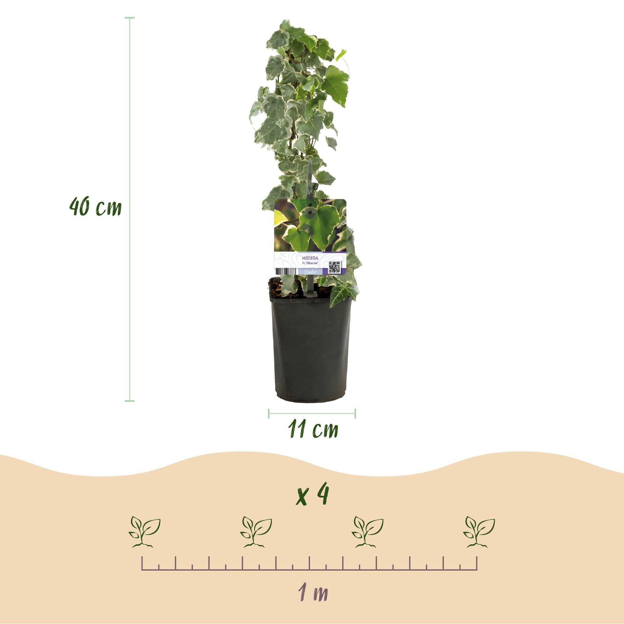 Hedera helix Glacier -  Blad Bont - Groenblijvend - 2 planten - Pot 11cm Hoogte 40cm