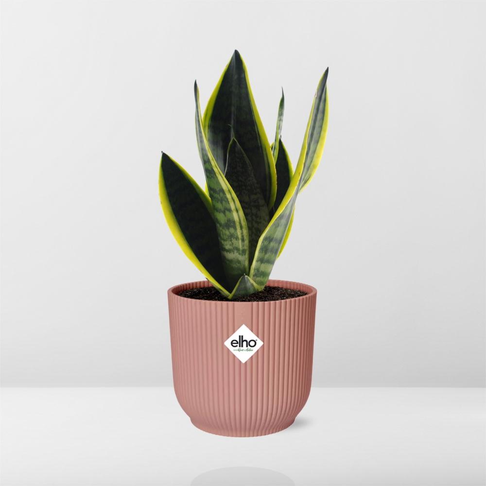 Sansevieria Futura Superba en ELHO Vibes Fold 14cm rosa