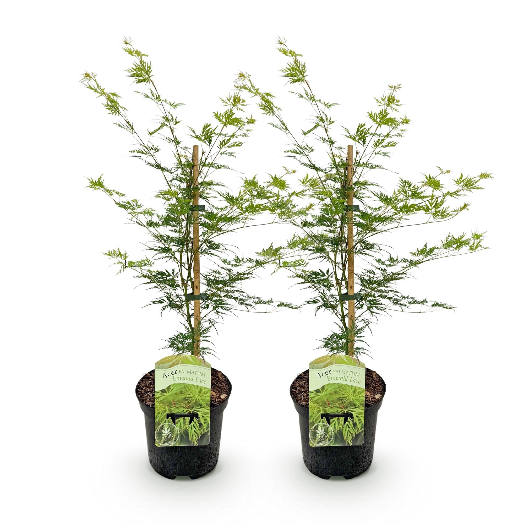 Green boutiQ - Pianta da patio - Acero giapponese - Acer palmatum Emerald Lace - Verde - 2 piante - Decidua - Vaso 19 cm Altezza 70 cm