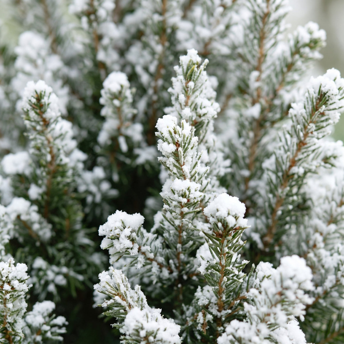 Picea glauca Conica - 4x Kegelspar - Groen - Wit - Kerstboom - incl. jute zak - Ø17cm - ↕65cm