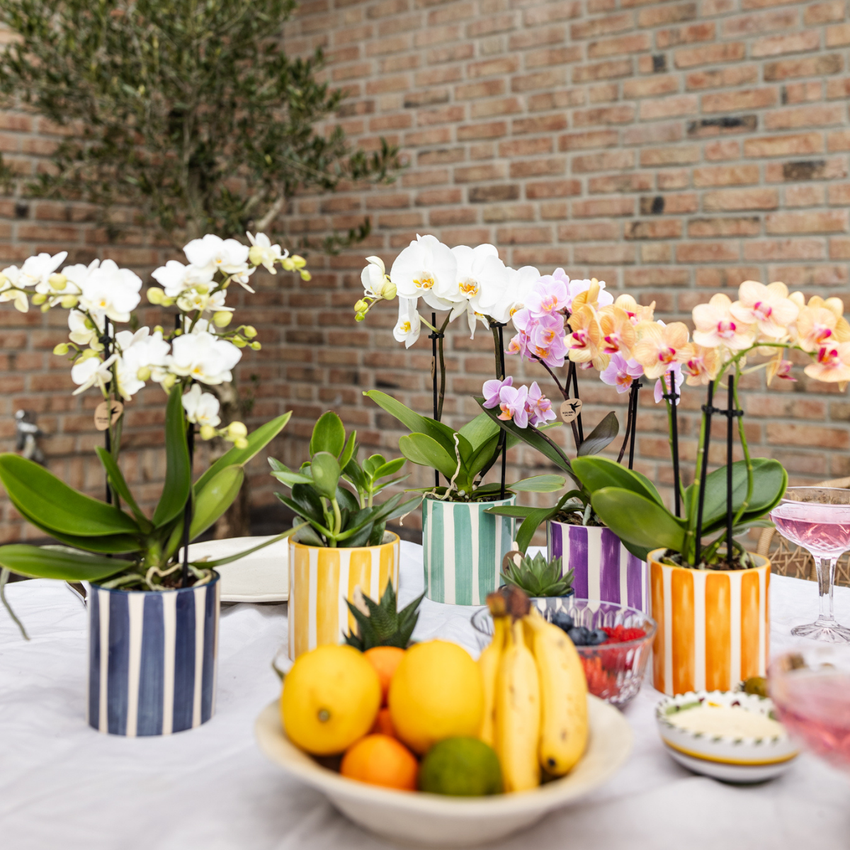 Kolibri-Orchideen | Weiße Phalaenopsis 'Lausanne' + Dekorativer Topf 'Painted Stripe', türkis - Topfgröße Ø 9 cm | Blühende Zimmerpflanze - frisch vom Züchter