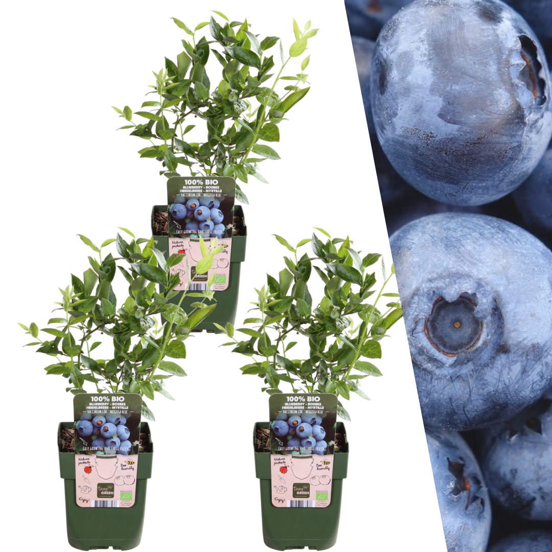 3 plantas de arándano - Ø 13 cm - ↨ 20 cm