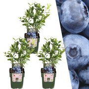 3 plantas de arándano - Ø 13 cm - ↨ 20 cm