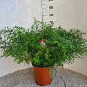 Asparagus Densiflorus Cwebe - Ø27cm - ↕65cm