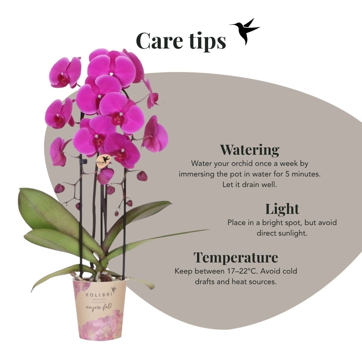 Kolibri Orchids | Combi Deal - 2 Paarse Phalaenopsis Orchideeën Niagara Fall Free Ride - Ø12 cm