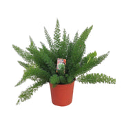 Sparris D. Meyers - Ø27cm - ↕60cm