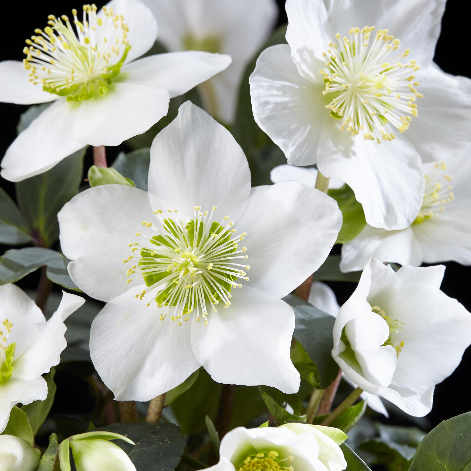Kerstroos - Helleborus Christmas Carol  - Witte Bloem - 6 Planten - Groenblijvend - Pot 10,5cm Hoogte 25cm