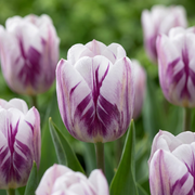 120 bulbos de tulipán Flaming Flag - Tulipán Flaming Flag - Blanco y morado - Floración primaveral - Tamaño del bulbo 11/12